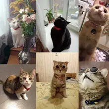 Cat and Small Dog Safety Collar with Bell #5