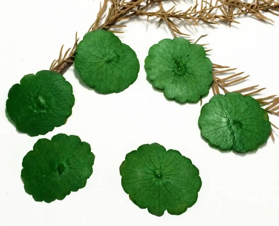 120pcs Pressed Dried Hydrocotyle Vulgaris Flowers Plants Herbarium For Jewelry iPhone Phone Case Frame Making Accessories