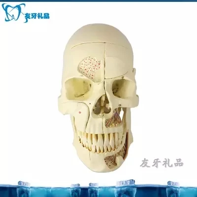 Teeth model removable head skull model  free shopping