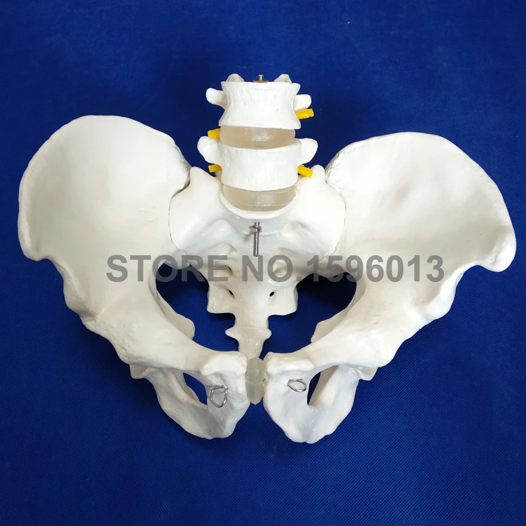 

HOT Life-Size Pelvis with 2pcs Lumbar Vertebrae, Pelvis Model, Lumbar Vertebrae Model