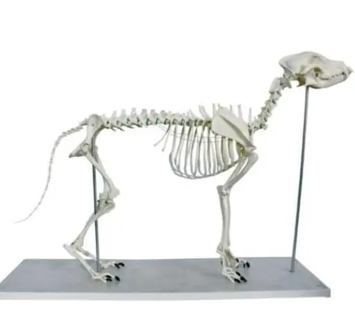 large dog Canine pvc skeleton model animal skeleton model