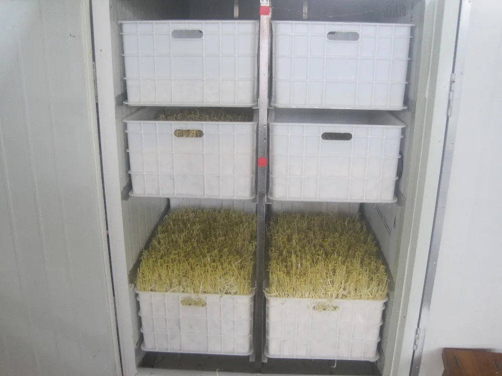 popular 8 boxes mung bean sprout growing machine/green bean sprout machine