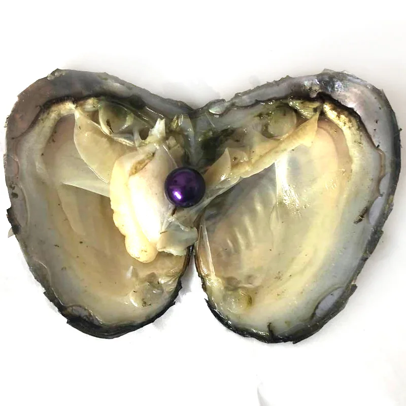 

20pcs Single Violet 9-10mm Near Round Edison Pearl with Vacuum Packed Oyster Fresh Pearl in Oyster