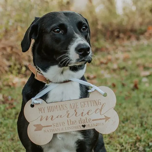 Custom  Pet Sign for Engagement Save the Date Photography,wood signs, customize wedding props,Dog wedding save the date sign