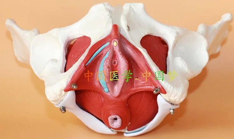 Female genital model of pelvis Bladder female pelvic structure model with two lumbar pelvic floor muscle model