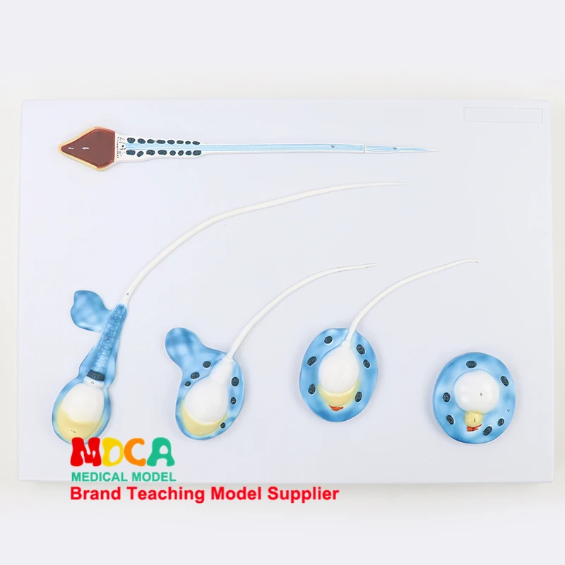 Sperm formation model MSZXT010
