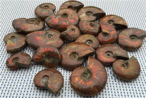 RARE Iridescent AMMONITE AMMOLITE SHELL GEM  SPECIMEN HEALING