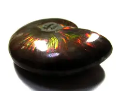 RARE Iridescent AMMONITE AMMOLITE SHELL GEM SPECIMEN HEALING
