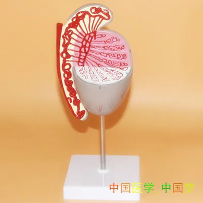 

3.5XTestis structure model Reproductive urology 11x11x26 cm free shipping