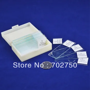 25pcs Microscopic Glass Prepared Slides From Factory