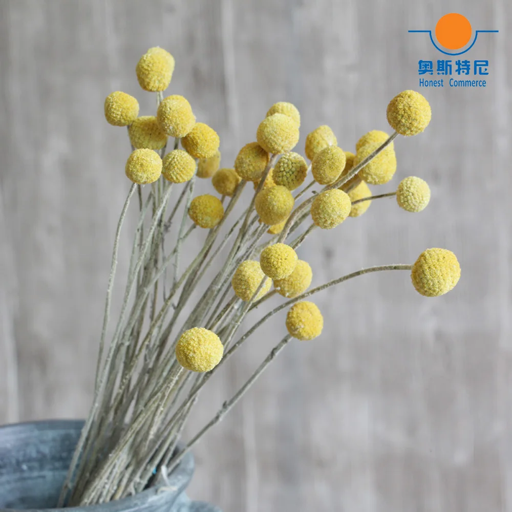 

20pcs dried natural Craspedia flower bouquets golden ball flower bunches