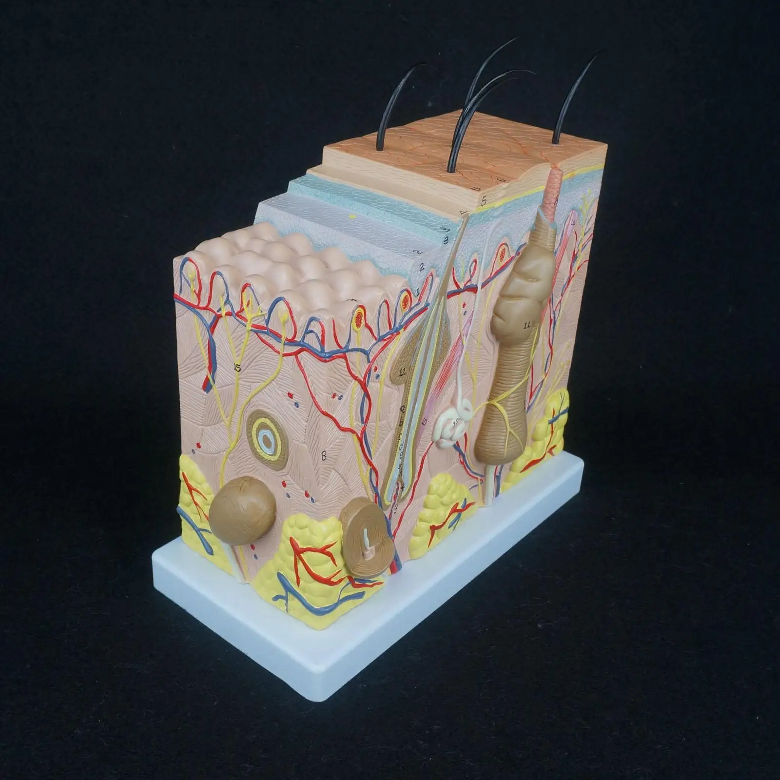 Anatomical Human Skin Block Model Medical Dermatology Dermatological Anatomy 50X Life Size in Three Dimensional Form