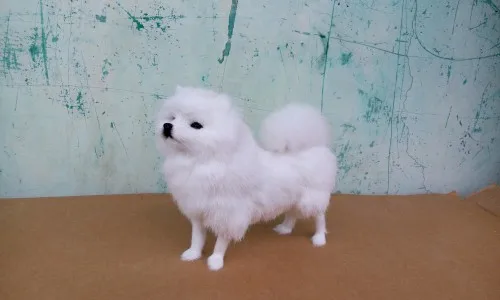 simulation white Pomeranian model toy Pomeranian dog handicraft ,decoration gift about 23x20cm  t396