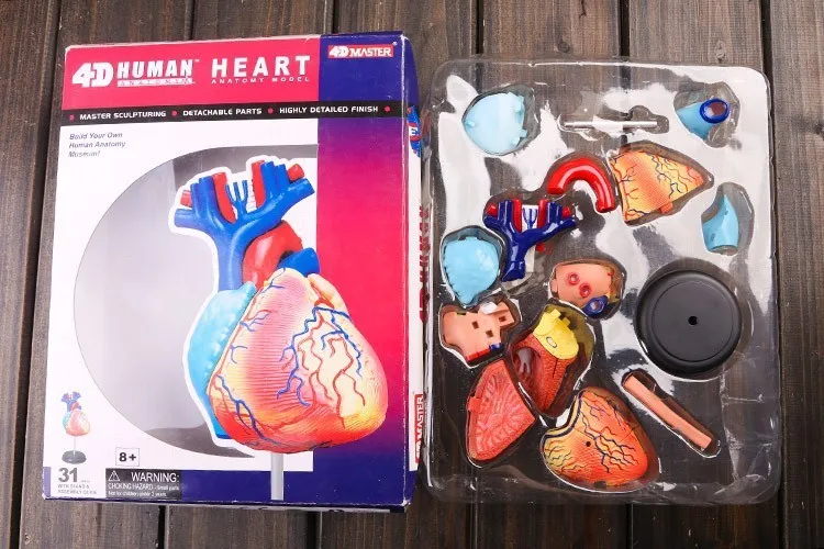 

4D heart model colored heart assembled Human Anatomy dimensional model