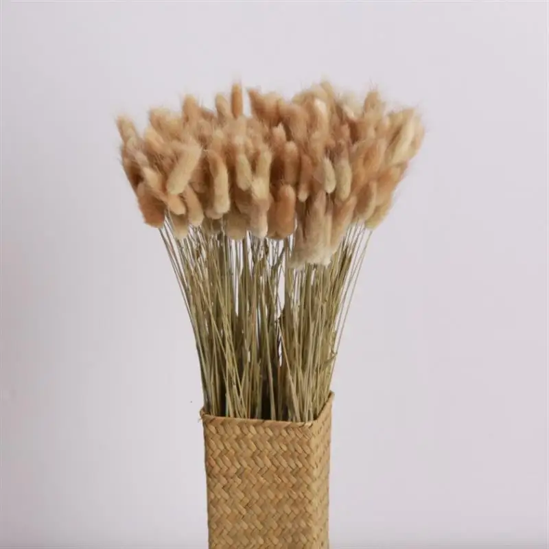 50Pcs/Lot Dried Flowers Rabbit Bunny Tail Grass Pampas Grass Natural Plants Bouquet Lagurus Ovatus Wedding Christmas Decoration