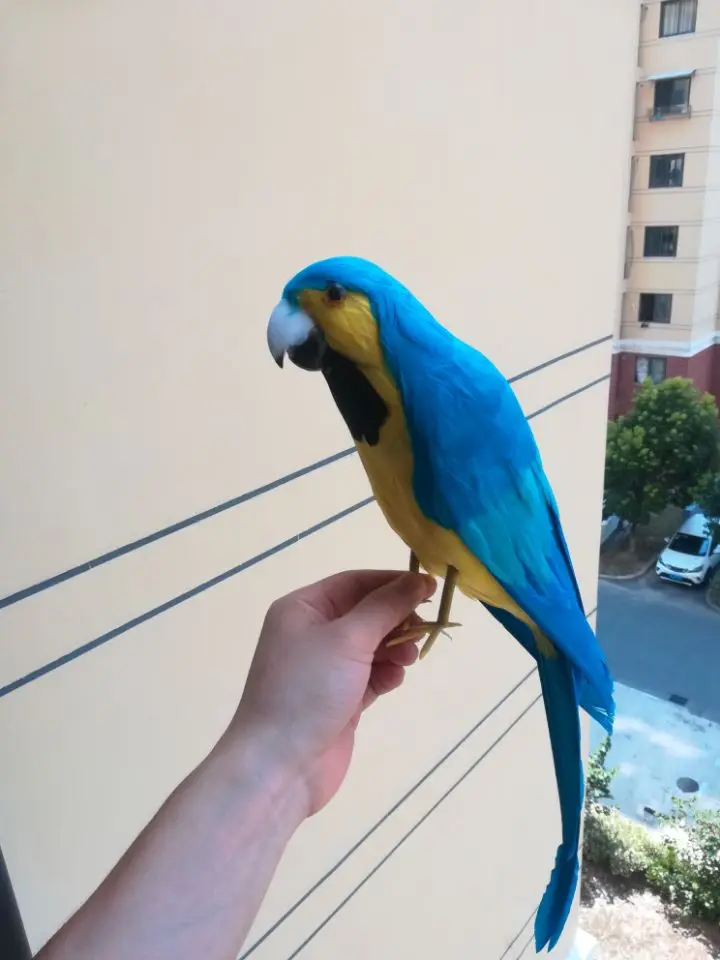 large 42cm simulation bird parrot ,foam & blue feathers parrot model ,prop,pendant Decoration gift w0224