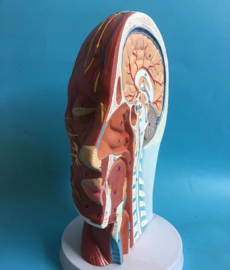 Medico Anatomia del Nervo Facciale Microplasty Con Testa di Silicone Iniezione Mannequin di Sutura Della Pelle Del Viso Modello di Testa