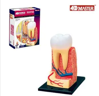 

4D dental model 23 component model, new 3D dental model.