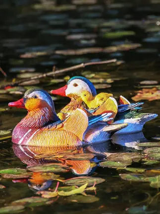 

Mandarin Duck Floating Water Decoration, Simulated Animal, Courtyard Pool, Garden Ornament, Pond Resin Sculpture