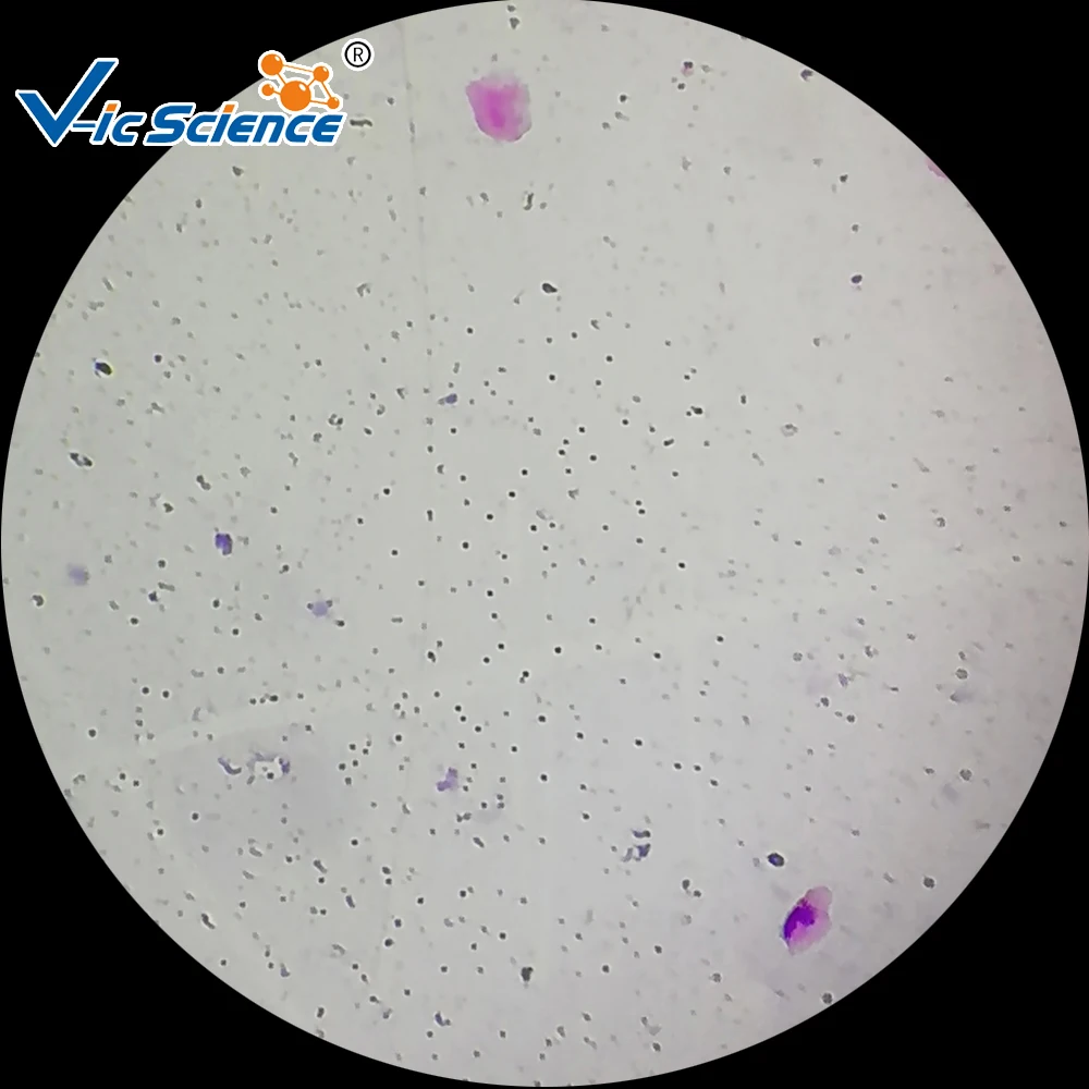 15 Pcs Biologi Pendidikan Siswa Slide