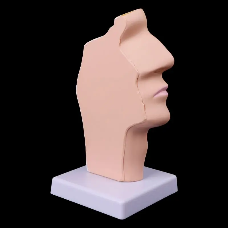 Medical props model Free postage Human Anatomical Nasal Cavity Throat Anatomy Medical Model Teaching Tool