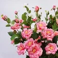 Künstliche Blumen Günstige Seidenhortensien Brautstrauß Hochzeit Heim Neujahrsdekoration Zubehör für Vasen-Pflanzen-Arrangements – Detail 25
