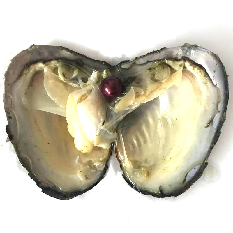 50pcs Vacuum Packed Oyster with Single Wine 9-10mm Natural Edison Pearl