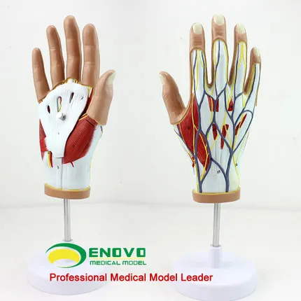 Human hand muscle nerve vascular model