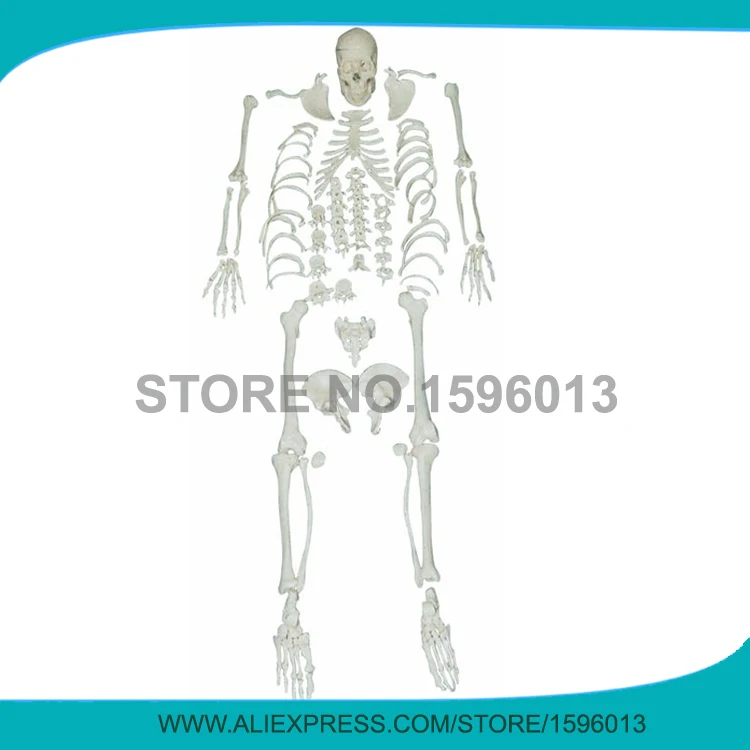 

Disarticulated Whole Body Skeleton Model, Disarticulated Skeleton with Skull,Disarticulated Human Body Skeleton model