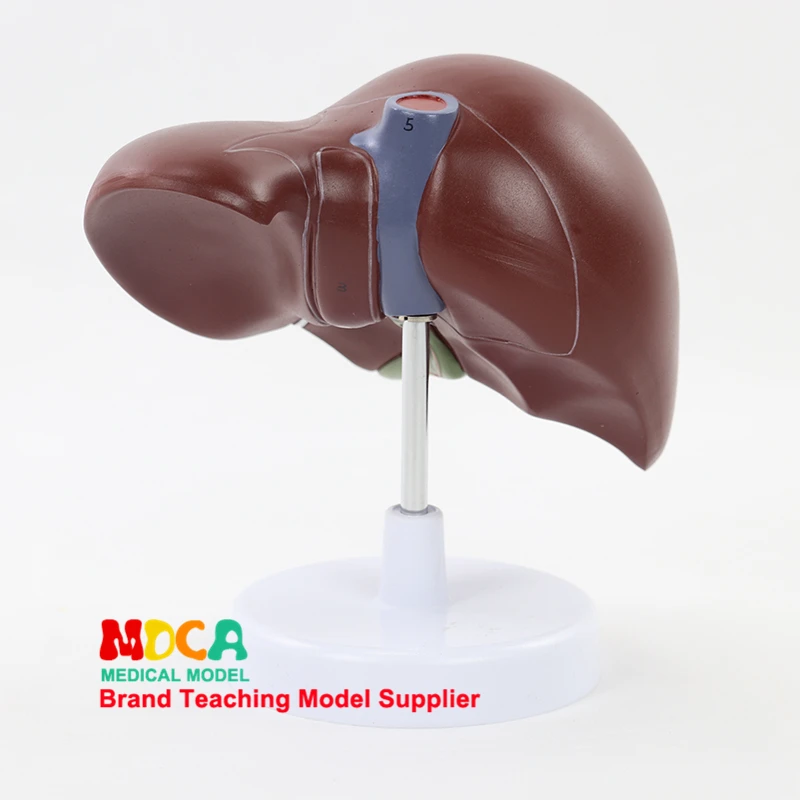 

Life Size 1:1 Anatomical Display Human Organs of Liver Digestive System Medical Classroom Supplies Teaching