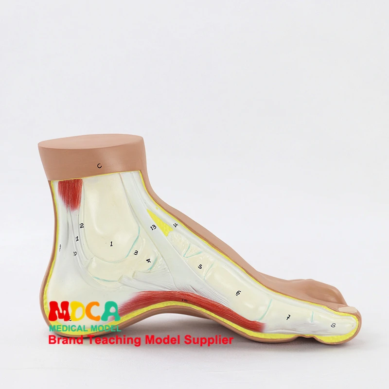 Model Of Arch Foot Foot Arch Foot Foot Joint Anatomical Model Medical Classroom Supplies Teaching