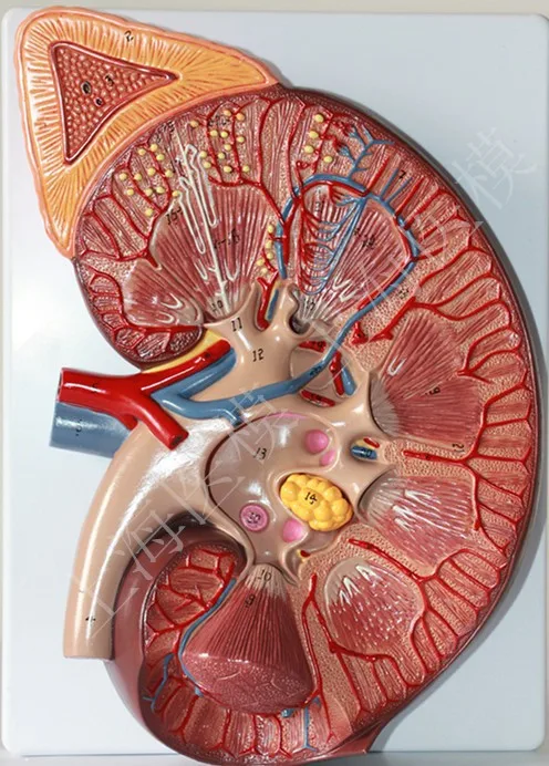 

Kidney anatomy model 3X enlarged kidneys adrenal anatomical models Renal structural model