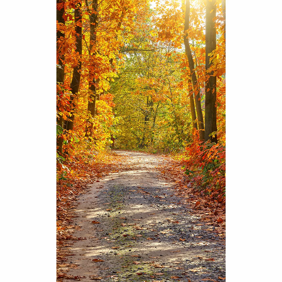 Fotografia allenjoy tło piękne jesienne liście jesienne las nowe tło photocall dostosuj zdjęcie drukowane