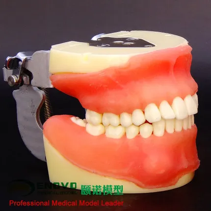 Teaching practice teaching model of oral surgery