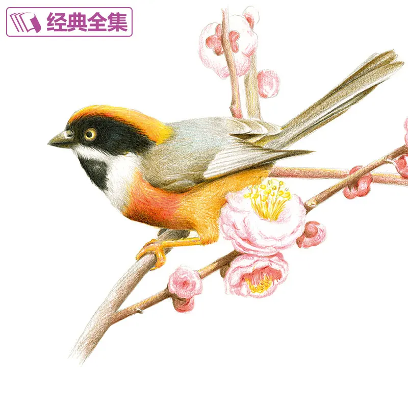 Livre de dessin d'oiseau de fleur de crayon chinois, 21 sortes de peinture de fleur, crayon de couleur d'aquarelle, manuel d'art Tutaple, le plus récent