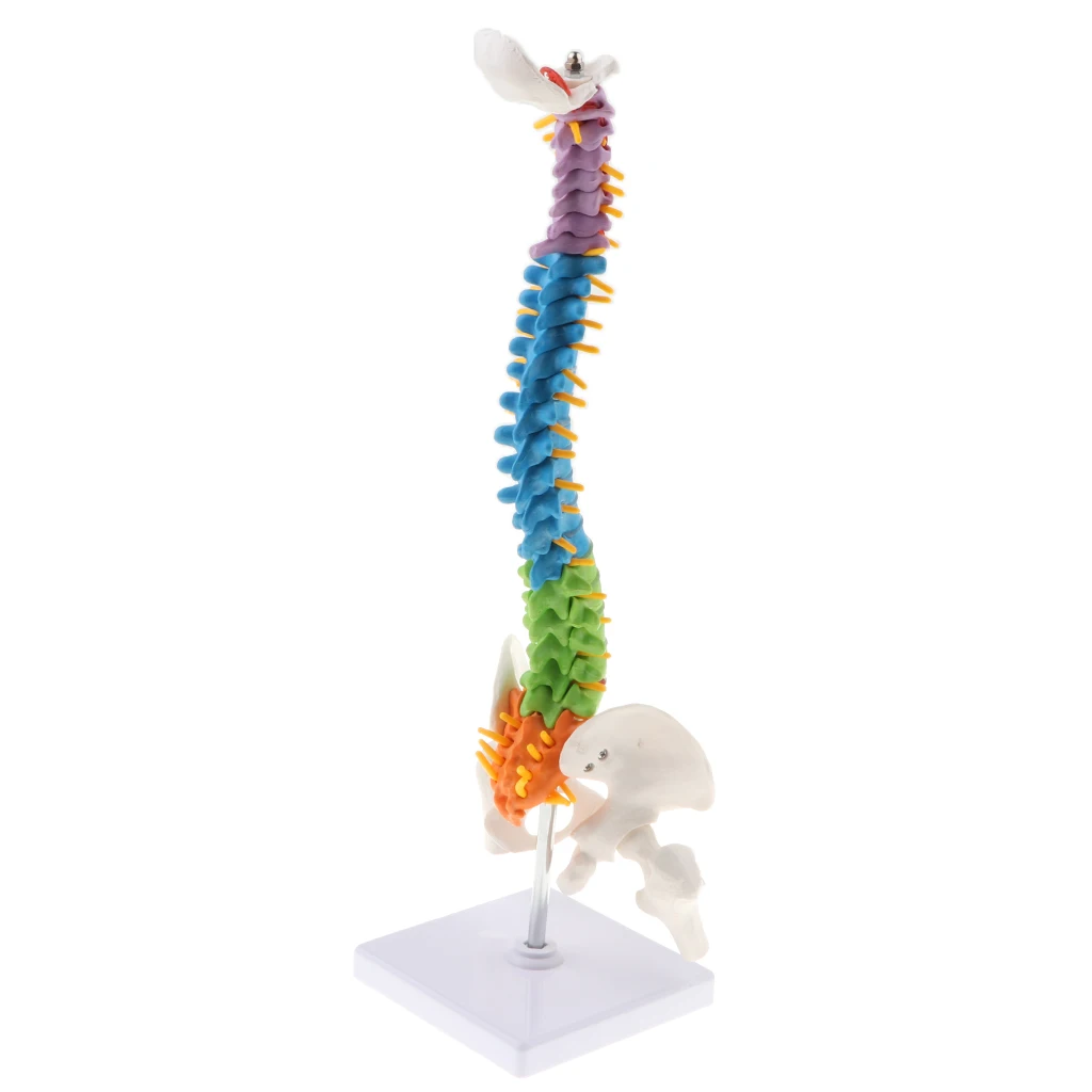 45cm Life Size Flexible Vertebral Column Anatomical Model with Pelvis & Femurs, Spinal Nerves and Arteries Colored Coded