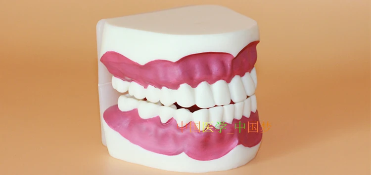 Oral Care Health teeth model Oral teaching model 16.5*9*8CM free shipping