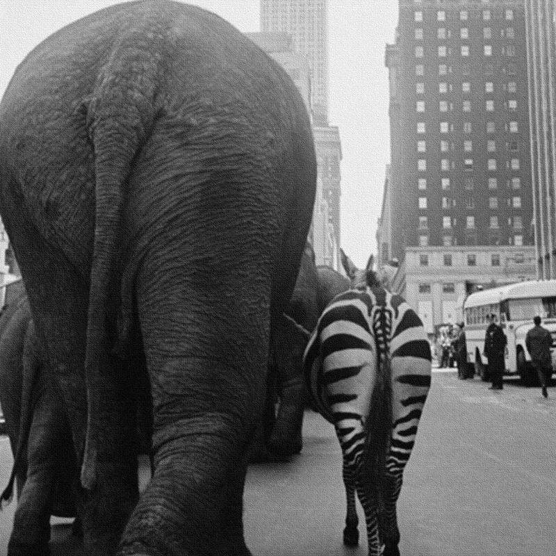 Animal Llama Vintage Wall Art - Photography New York recensione e prezzo