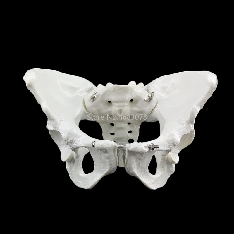 Female anatomy pelvis pelvic skeleton throat anatomical Anatomy Skull Sculpture Head body model 23.5x16x13cm