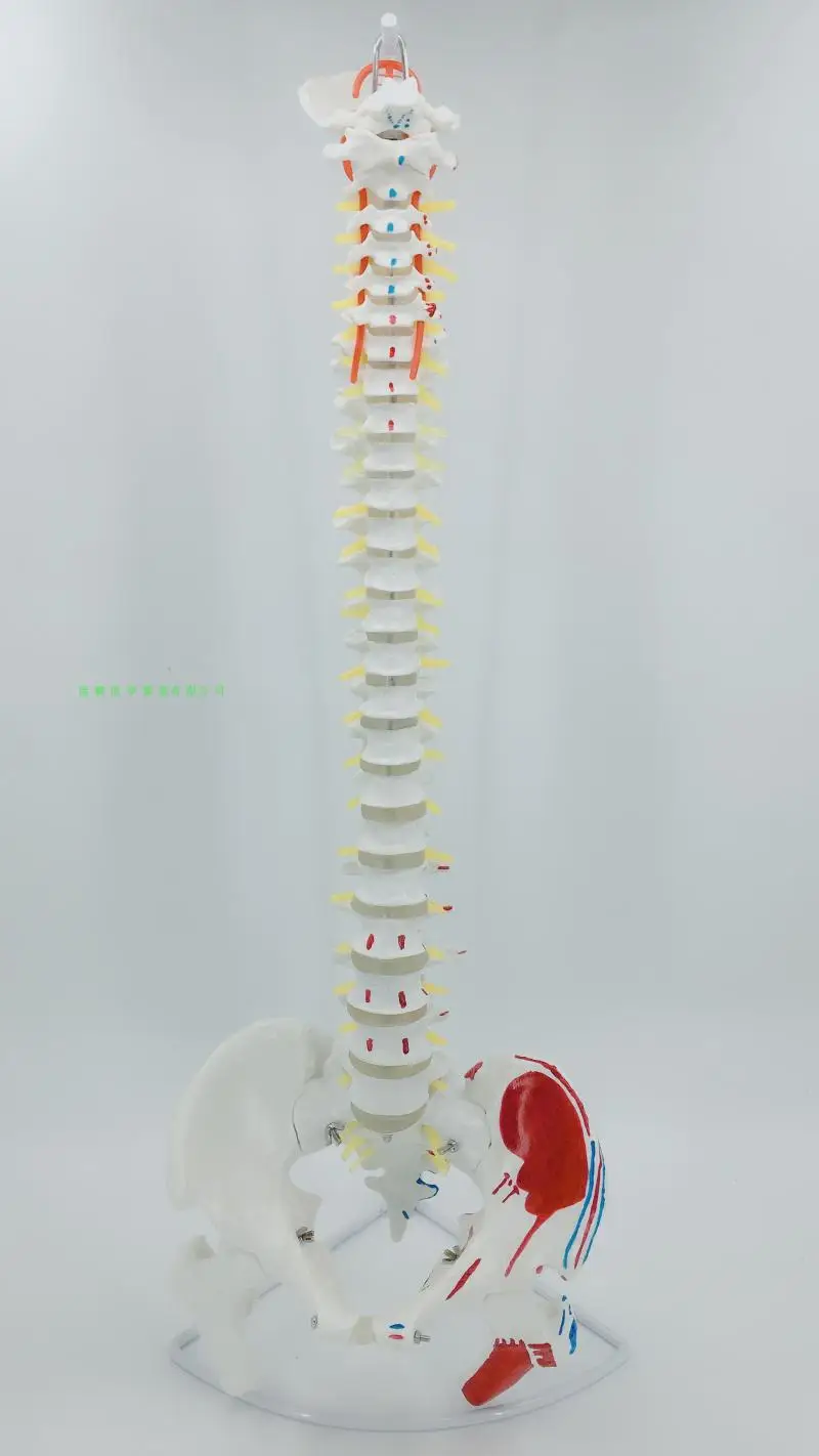 

80cm Human spine model Spinal pelvis, femur muscle start and end points vertebral artery Disc herniated spinal nerve model