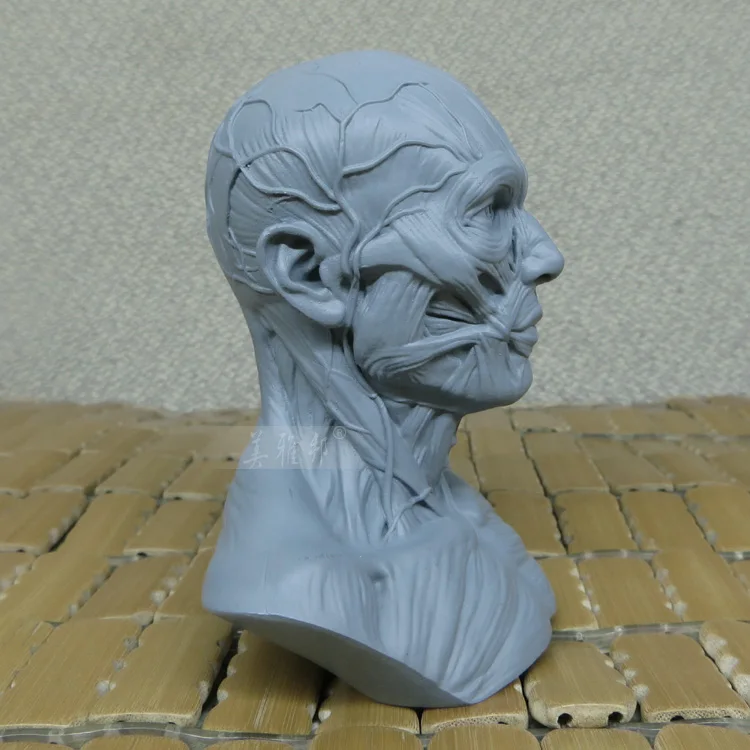 Art of human musculoskeletal head carving,Art Bust Painting Reference,Skull bust model