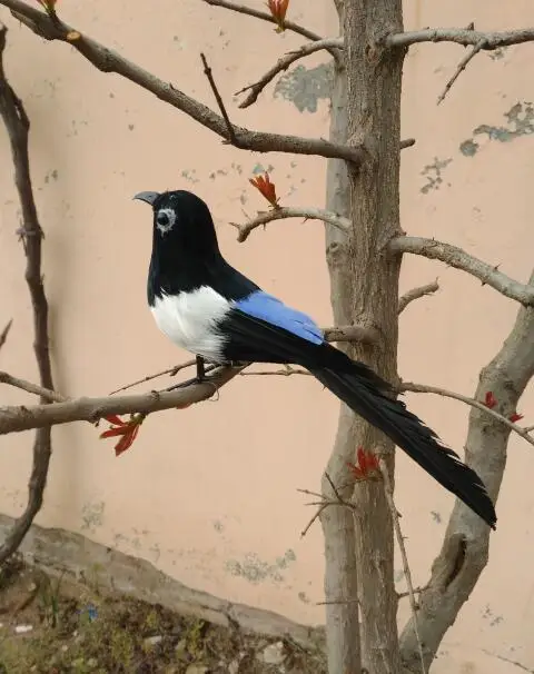 

Моделирование птицы около 22 см, перья, модель птицы сорока, реквизит для рукоделия, украшение для дома и сада, подарок p2109