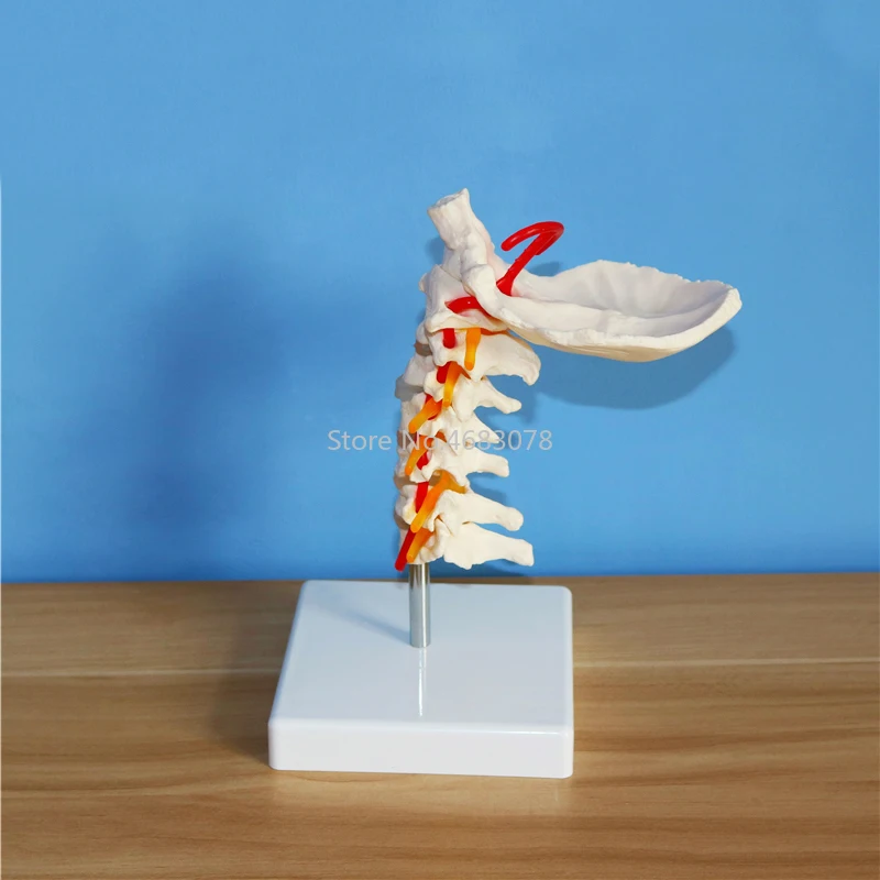 Human Anatomical Model Cervical Vertebra Model Cervical Spine with Neck Artery Occipital Bone Disc and Nerve Model Life Size