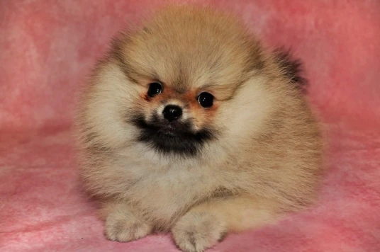 MEHOFOTO-fondos fotográficos personalizados, telón de fotografía de Color rosa sólido, retrato de boda, escena publicitaria