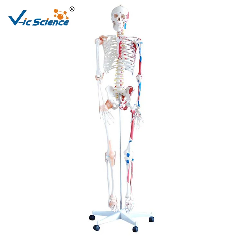 

Skeleton with Muscles and Ligaments 180cm Tall human skeleton with ligament models