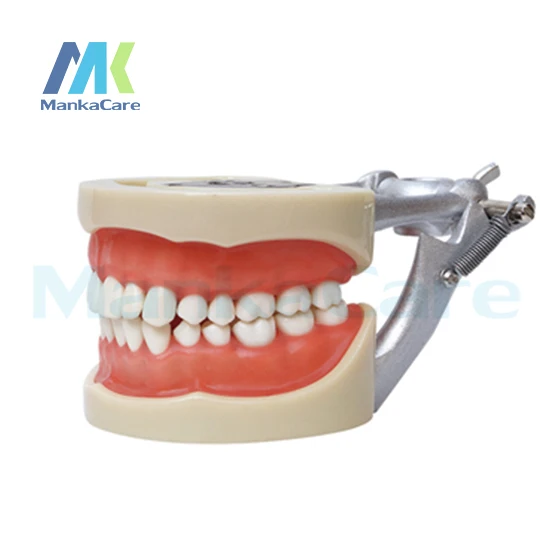 

Manka Care - Standard Model/32 pcs Tooth/Soft Gum/Screw fixed/ DP Articulator Oral Model Teeth Tooth Model