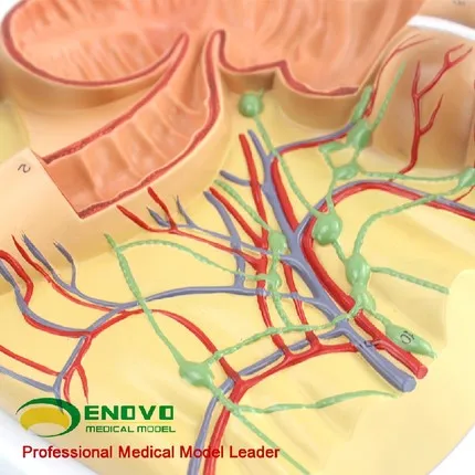 Ileocecal анатомическая модель человеческого тела; Приложение caecum, восходящий узловой лимфатической моделью; Медицинская модель