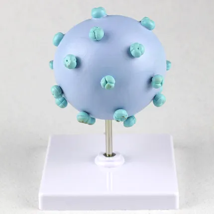 Human virus model AIDS Cytopathic amplification demonstration model Popular science teaching free shipping