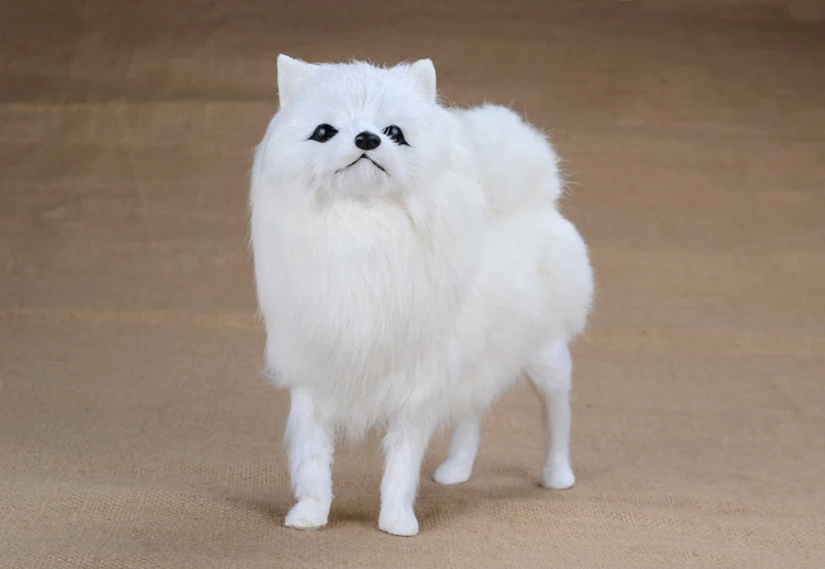 large 20x21cm white Pomeranian dog ,simulation Pomeranian model toy birthday gift a1949