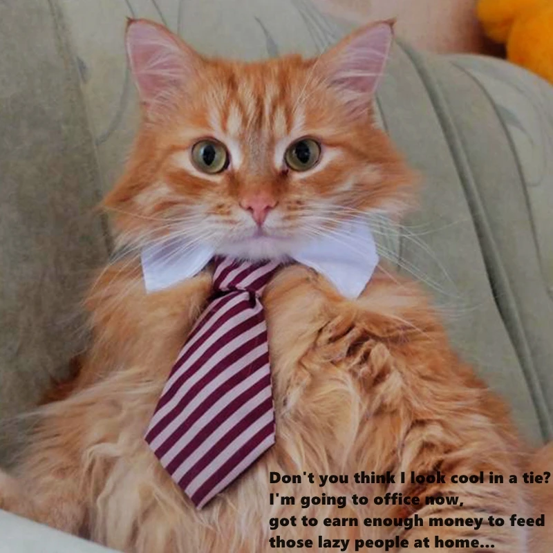 [MPK Cat Ties] Cute Pet Ties, Dog Collar Cat Collar, Pet Bow Ties, Dog Tie, Smart-Looking Pet Costume image 2